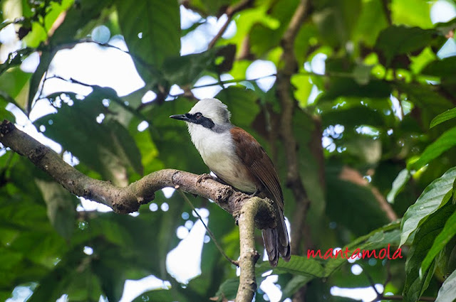 White-Crested Laughingthrush (Garrulax leucolophus) 