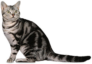 american shorthair cat animal wallpaper cute cats