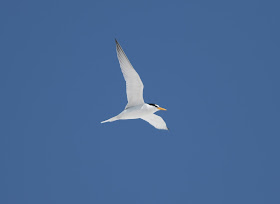 Least Tern - Carlos Pointe, Florida