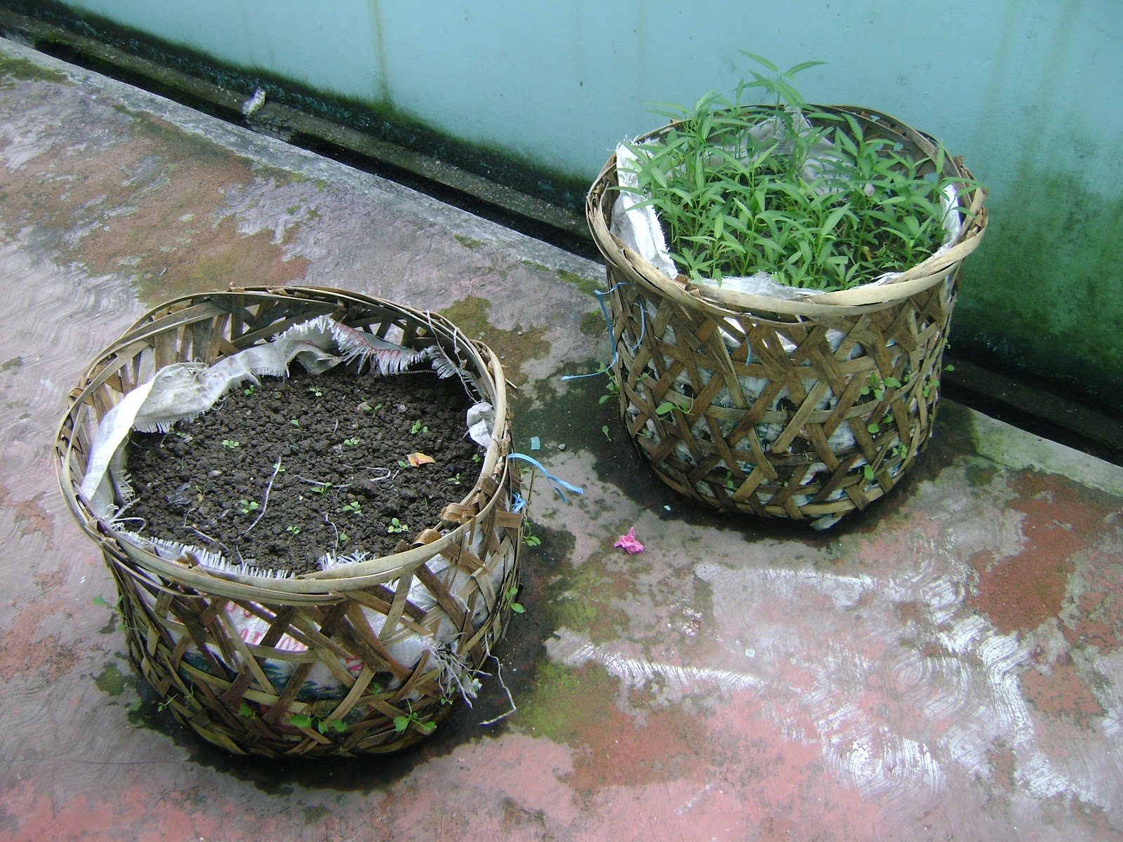BANIA FARM Kebun mini di halaman belakang rumah BANIA FARM Kebun mini di halaman belakang rumah
