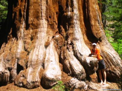 sequoia Hyperion arbol mas alto mundo
