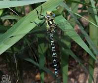 Aeshna cyanea