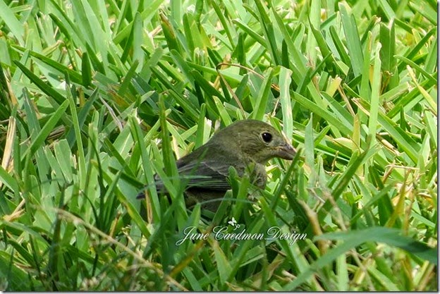 Female_Painted_Bunting1