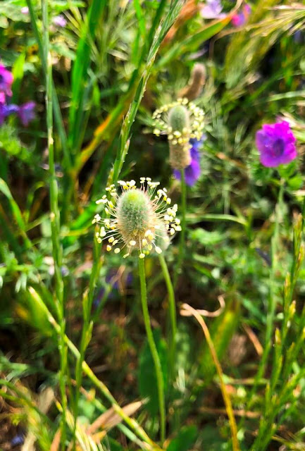 Lingua de ovelha (Ribwort Plantain)