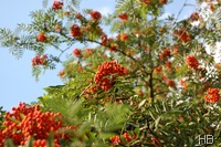Eberesche mit Beeren © H. Brune