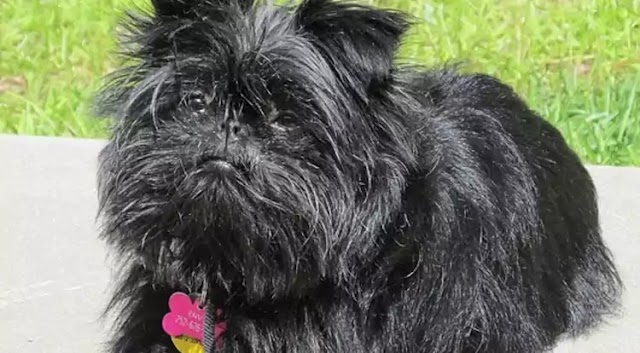 Affenpinscher Dog Breed Info: Price, Characteristics, Aggressiveness & Facts