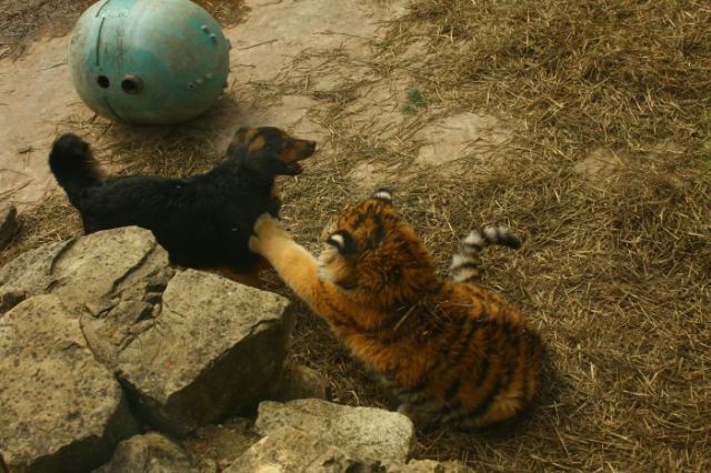 interspecies friendships, a dog and tiger, funny animal photos, animal pictures, dog and tiger cub at the zoo, dog and tiger are friends