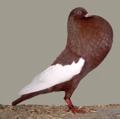 Schalaster Pouter Pigeon