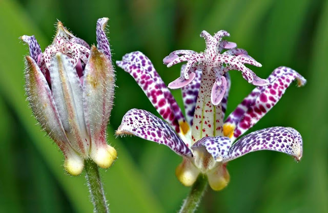 Tricyrtis short-haired (Tricyrtis hirta)