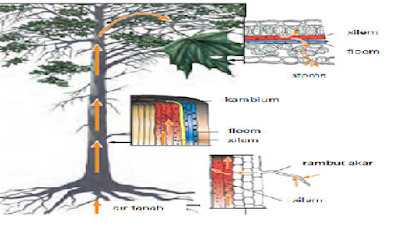 Sistem Transportasi Pada Tumbuhan Lengkap