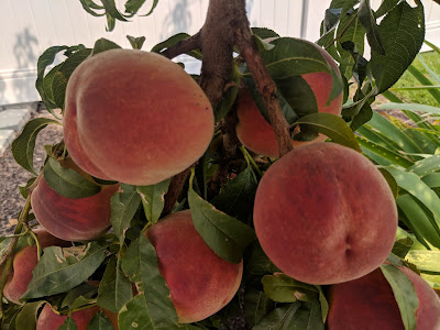 Peaches Ripening in the Shade