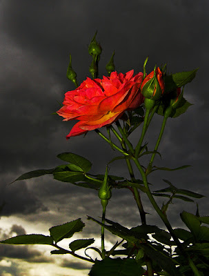 Rose storm