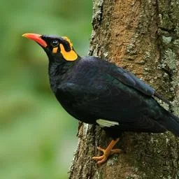 Beautiful Pictures of Myna Birds - Dove, Cuckoo, Myna, Tit, Pigeon, Kingfisher, Cockatoo, Beautiful Pictures of Birds - birds - NeotericIT.com