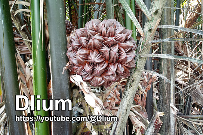 Dlium Mangrove palm (Nypa fruticans)