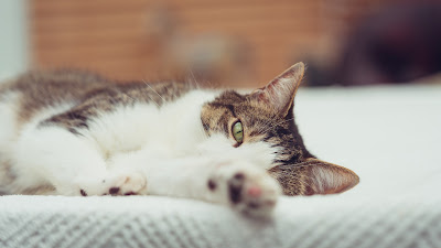 A relaxed cat lies on her side with a paw sticking forwards