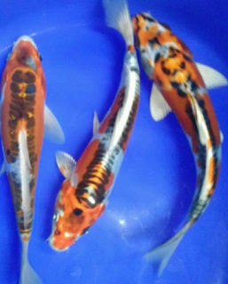 IKAN KOI KUMPAY