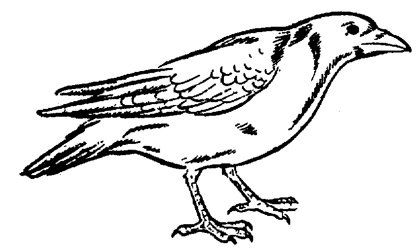 Coloring Picture Of A Crow 9