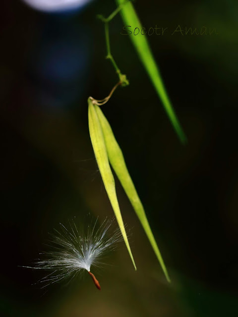 Tylophora aristolochioides