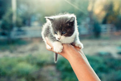 The Smallest Pets Seen On www.coolpicturegallery.us