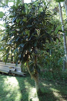 Organic fruit in the backyard
