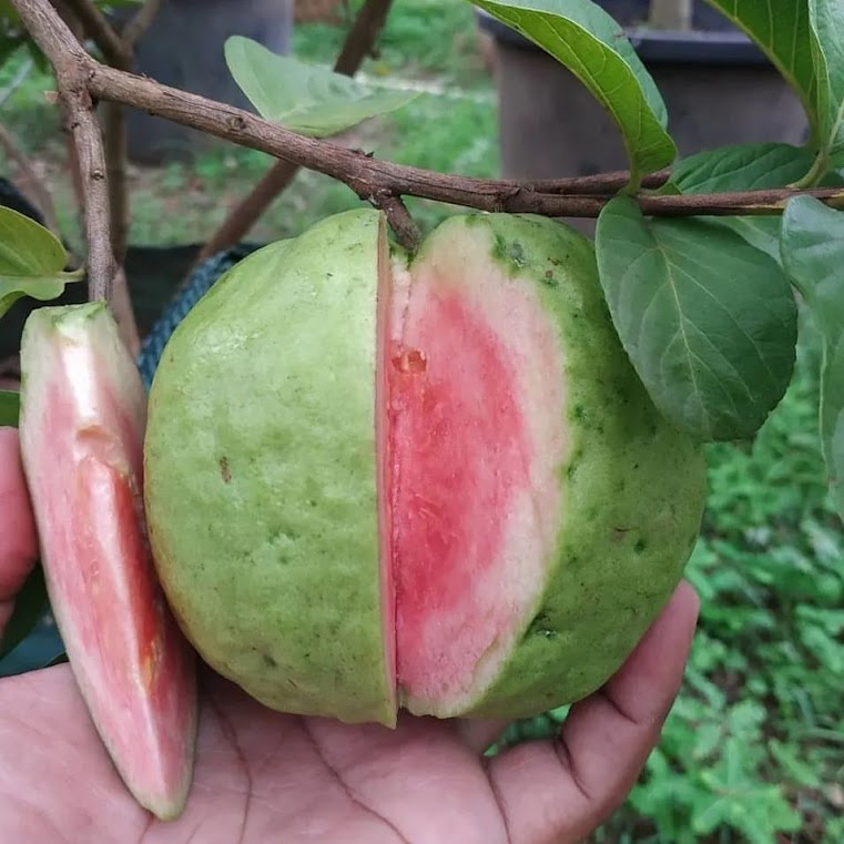 tanaman jambu kristal merah bibit cangkok buah pusat murah Lubuk Keliat