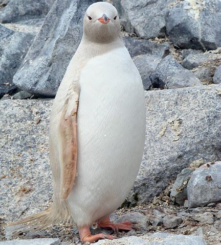 Pictures+of+albino+animals