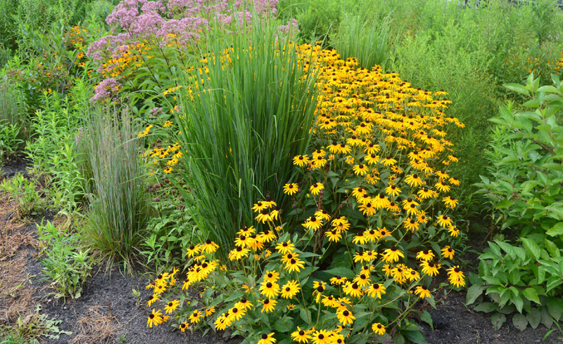 How to Design a Rain Garden