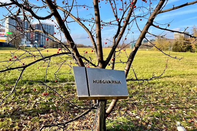 Химки, Ленинградское шоссе, территория бизнес-центра «Химки», дерево от Husqvarna