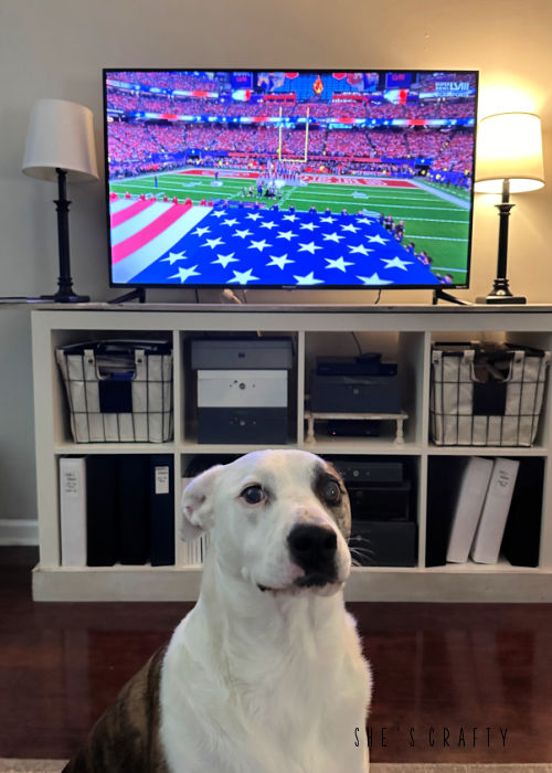 Dog watching the Superbowl.