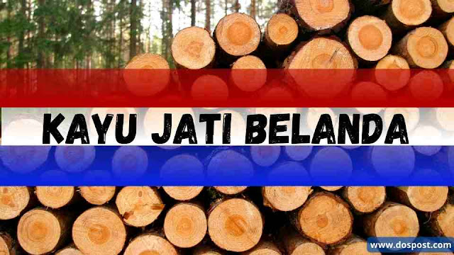 Kayu jati Belanda