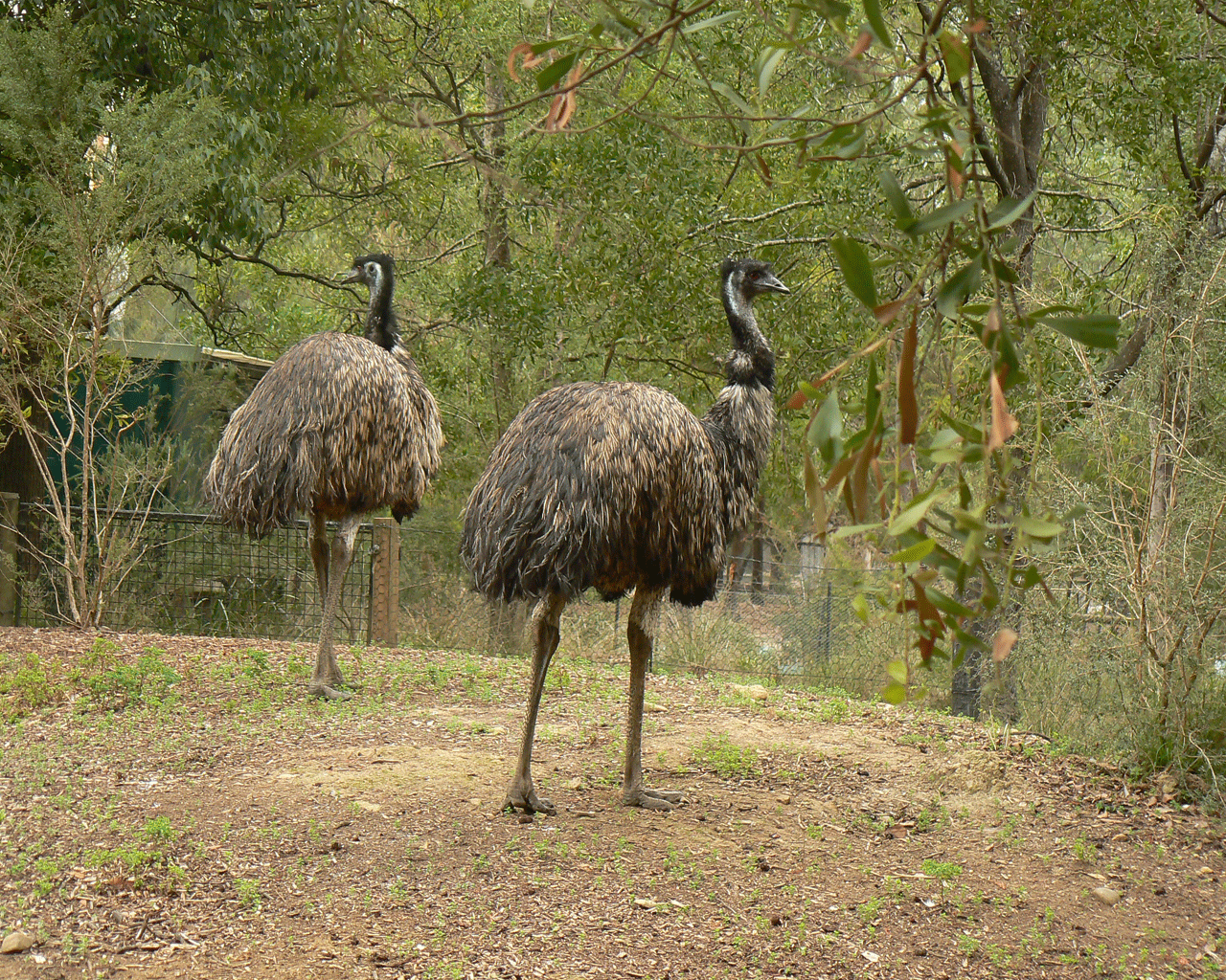 Hot Celebrity Photos: Emu Birds Wallpapers