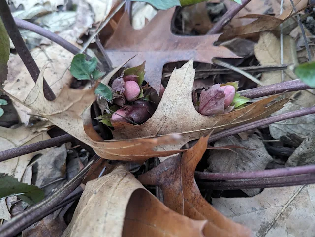 Ivory Prince Hellebore Early Emergence - Zone 6A