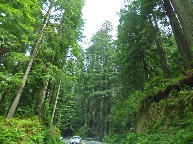 Jedediah Smith Redwood State Park