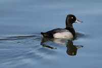 Lesser scaup drake in alternate plumage - Alexandria, VA, by sherseydc, Oct. 2008