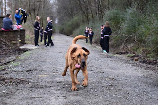 Perro se une accidentalmente a una maratón y termina en séptimo lugar