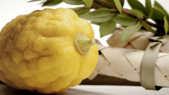 Il frutto del cedro simile al limone è chiamato "etrog" in ebraico.