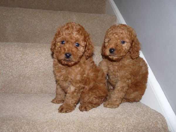 Cockapoo puppies for sale in California