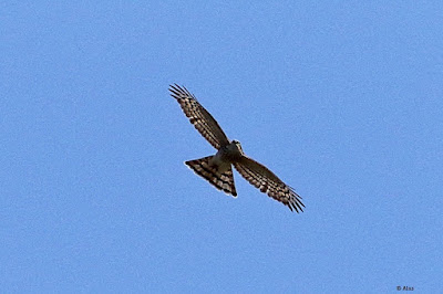 "Eurasian Sparrowhawk - Accipiter nisus, winter visitor soaring through the Abu sky."