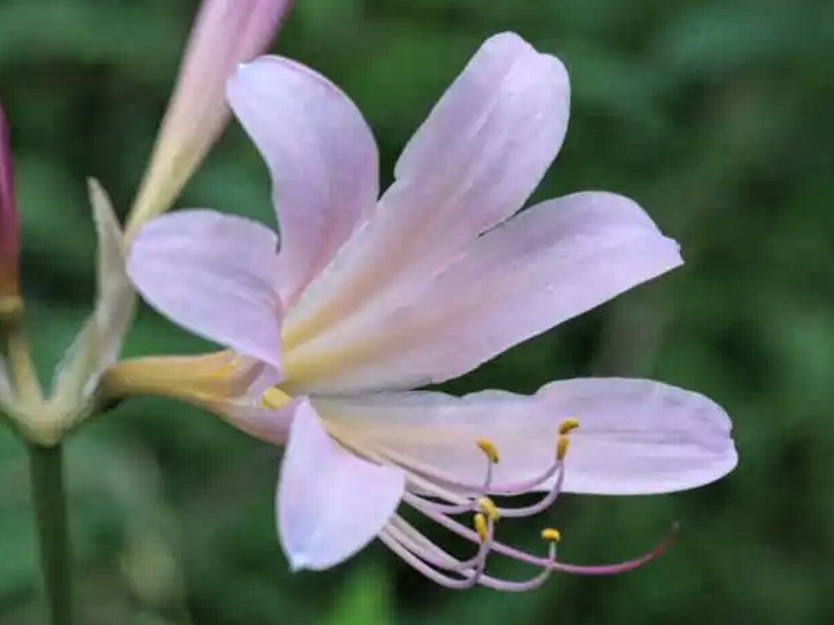 Lovely Wanko Blog 9月14日の誕生花 Lovely Wanko Blog 9月14日の誕生花