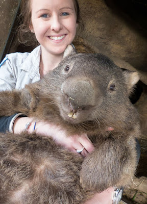 The oldest living wombat in the world, wombat meaning