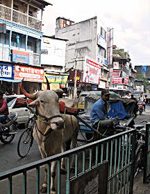 bullock cart in Pune, India