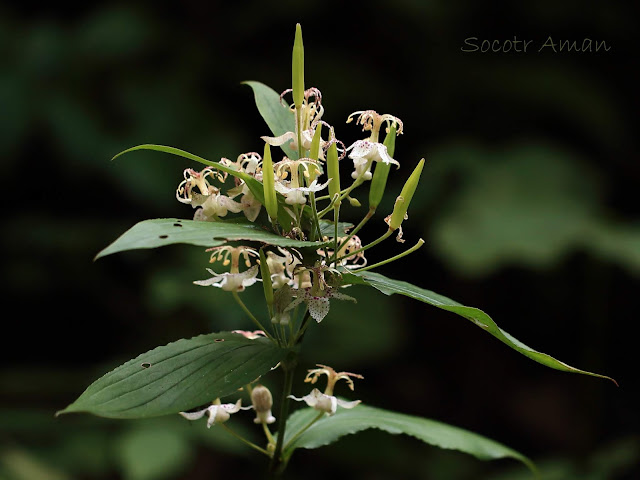 Tricyrtis macropoda