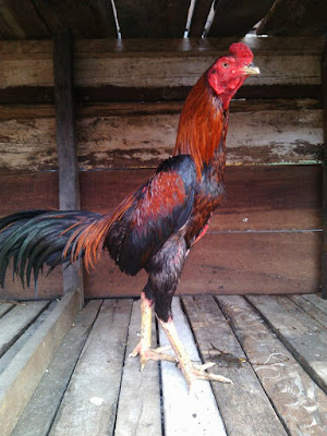 Sebagai penghobi ayam harus jeli dalam memlilh sisik dan kaki ayam Ciri-Ciri/Kreteria Ayam Champion/Ayam Bangkok
