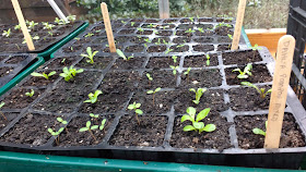 pottering in the greenhouse