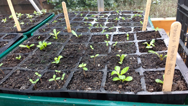 pottering in the greenhouse