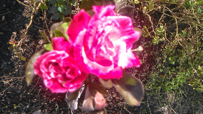 rosas