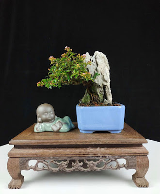 Bonsai Sakura Lokal