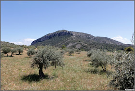 Campiña pricense con el Cerro De La Degollá al fondo