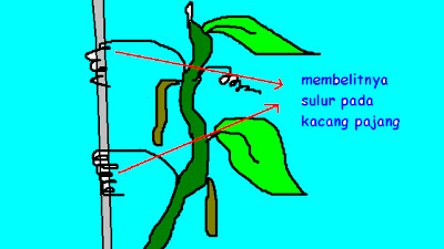 BE BLOG: Gerak Tumbuhan Karena Adanya Rangsang