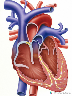 হৃদৰোগৰ কাৰনসমূহ- হৃদৰোগত কি খাব কি নাখাব-কিছু ঘৰুৱা প্ৰতিকাৰ-heart disease causes, heart disease diet, home remedies for strong heart